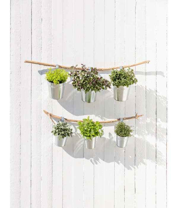 Dehner Gourmet Garten Zitronenmelisse 4 Dehner Gourmet Garten Zitronenmelisse – Bild 2