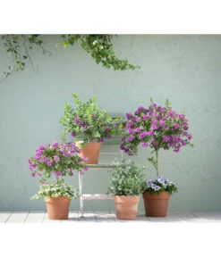 Kreuzblume, Stämmchen -Gartenbedarf Angebote 20190418 PR MO 01 KuebelpflanzenPolygalaEucalyptus GC05 01