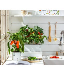 Pick-a-Pep® Paprika, Rot -Gartenbedarf Angebote 20200604 WE MO 001 IndoorTomatePaprika 2021 GC11