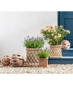 Neue Produkte -Gartenbedarf Angebote 20200722 WE MO 001 LavandulaAngustifolia 2021 GC11