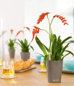 LECHUZA® DELTINI, All-in-One-Set 9 LECHUZA® DELTINI, All-in-One-Set -Gartenbedarf Angebote 2425130 WE MO 001 MINIDELTINItaupehochglanz