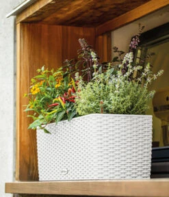 LECHUZA® Kunststoff-Kasten Balconera Cottage, Rechteckig 18 LECHUZA® Kunststoff-Kasten Balconera Cottage, Rechteckig -Gartenbedarf Angebote 3815180 WE MO 010 LECHUZABlumenkastenBalconeraCottage