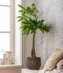 Dehner Keramik-Übertopf Stef, Rund, Braun 8 Dehner Keramik-Übertopf Stef, Rund, Braun -Gartenbedarf Angebote 4083325 82506059 4083325 WE MO 001 TopfStefBraunPachiraAquatica