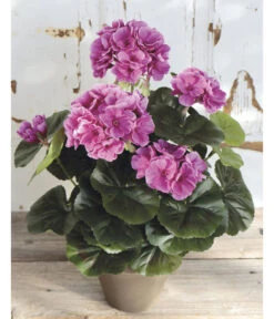 Kunstpflanze Geranie 5 Kunstpflanze Geranie -Gartenbedarf Angebote 4463345 WE MO 001 Geranie33cmLila