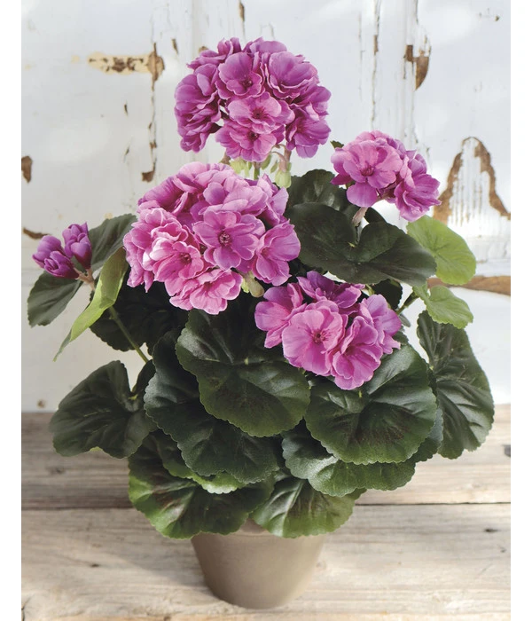 Kunstpflanze Geranie 4 Kunstpflanze Geranie – Bild 2