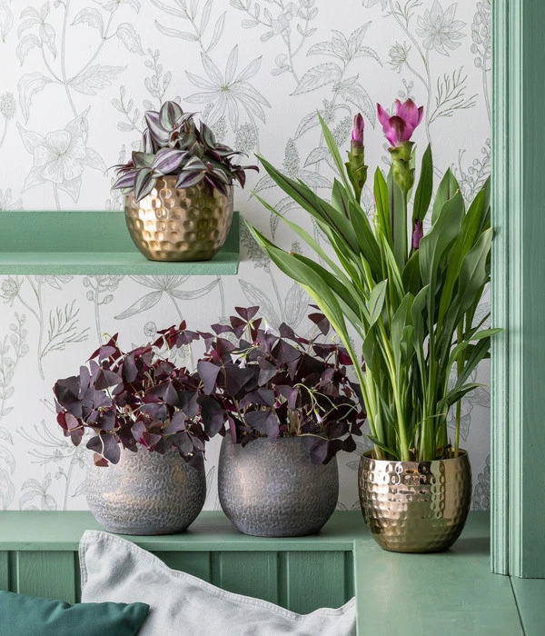 Dreieckiger Glücksklee - Oxalis Triangularis 4 Dreieckiger Glücksklee - Oxalis Triangularis – Bild 2