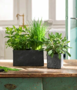 Dehner Zement-Jardiniere Slate, Rechteckig, Grau 10 Dehner Zement-Jardiniere Slate, Rechteckig, Grau -Gartenbedarf Angebote 5056221 3824307 3824299 WE MO 002 JardiniereSlateGrau