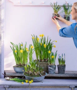 Narzissen 'Tête à Tête' In Birkentopf, Ca. Ø11 Cm -Gartenbedarf Angebote 6019111 WE MO 001 ZinkschaleNarzissen