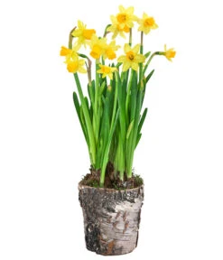 Gartenbedarf Angebote -Gartenbedarf Angebote 6019129 WE FS 001 BirkentopfNarzisseTeteaTete11cm