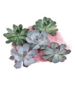Echeverien-Set - Echeveria, 5-teilig, Verschiedene Sorten
