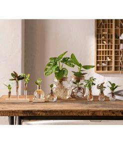 Waterplant Balsamapfel Im Kugelglas - Clusia Rosea 'Princess', Mit LED 8 Waterplant Balsamapfel Im Kugelglas - Clusia Rosea 'Princess', Mit LED -Gartenbedarf Angebote 6125066 WE MO 001 WaterPlants 1