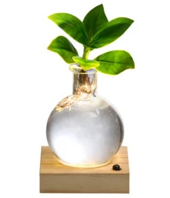 Waterplant Balsamapfel Im Kugelglas - Clusia Rosea 'Princess', Mit LED