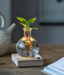 Neue Produkte -Gartenbedarf Angebote 6125074 WE MO 001 WaterPlantClusiaLED