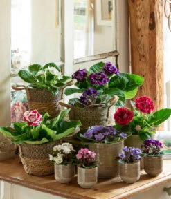 Dehner Seegras-Korb Lilja, Konisch -Gartenbedarf Angebote 6739577 WE MO 001 TopfIssa