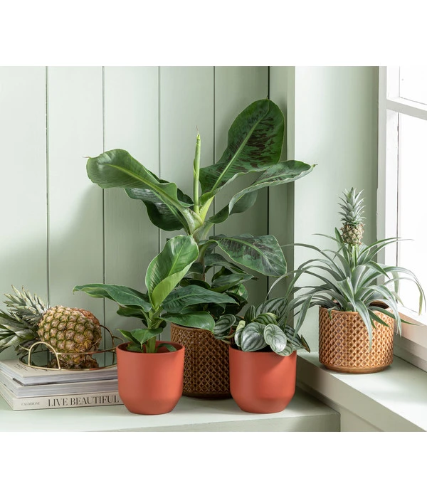 Japanische Faserbanane - Musa Basjoo 4 Japanische Faserbanane - Musa Basjoo – Bild 2