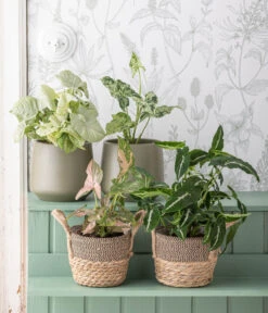 Dehner Seegras-Korb Lilja, Konisch -Gartenbedarf Angebote 6924559 WE MO 001 Syngonium