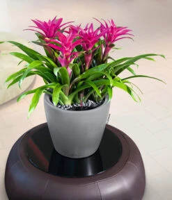 LECHUZA® CLASSICO LS, All-in-One-Set -Gartenbedarf Angebote 6962112 WE MO 02 LechuzaCLASSICOPremiumSilber