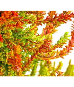 Knospenheide, Pyramide -Gartenbedarf Angebote 7084494 PR DE 001 CallunaVulgarisKnospenheidePyramideDehnerExpressHerzig