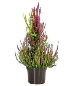 Gartenbedarf Angebote -Gartenbedarf Angebote 7084494 PR FS 003 CallunaVulgarisKnospenheidePyramideDehnerExpressHerzig