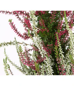 Knospenheide, Pyramide -Gartenbedarf Angebote 7084494 WE DE 002 CallunaVulgarisKnospenblueherPyramideT19DehnerExpressHerzig