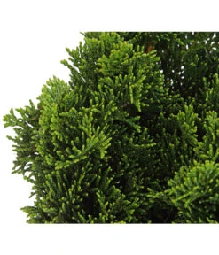 Zwerg-Muschelzypresse 'Nana Gracilis' 7 Zwerg-Muschelzypresse 'Nana Gracilis' -Gartenbedarf Angebote 7113715 PR DE 001 ChamaecyparisScheinzypresseObtusaNanaGracilis13CDehnerExpressHerzig