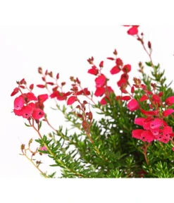 Irische Glockenheide 14 Irische Glockenheide -Gartenbedarf Angebote 7163009 WER DE 002 DaboeciaDehnerExpressHerzig