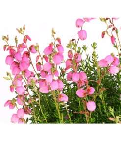 Irische Glockenheide 13 Irische Glockenheide -Gartenbedarf Angebote 7163009 WE DE 001 DaboeciaDehnerExpressHerzig