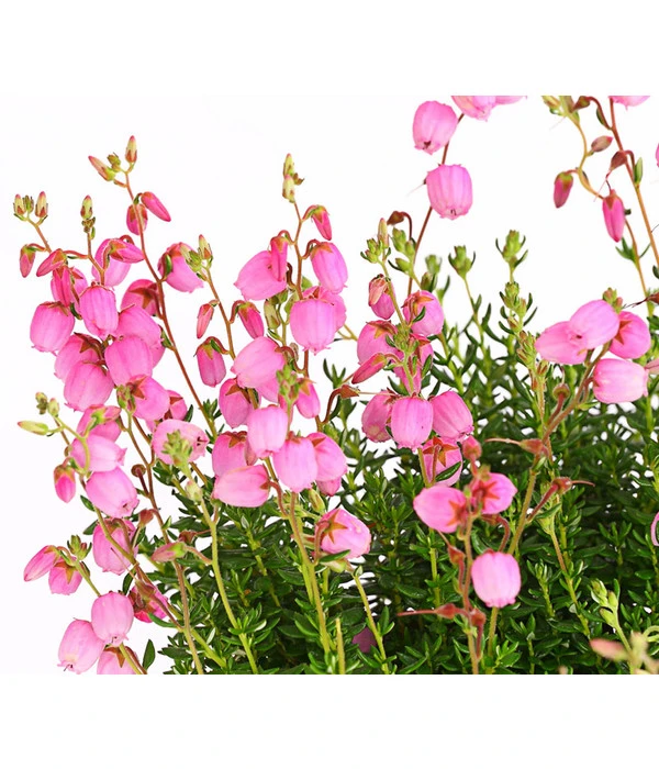 Irische Glockenheide 7 Irische Glockenheide – Bild 5