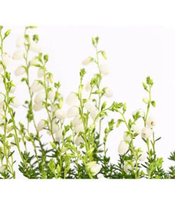 Irische Glockenheide 15 Irische Glockenheide -Gartenbedarf Angebote 7163009 WE DE 003 DaboeciaDehnerExpressHerzig