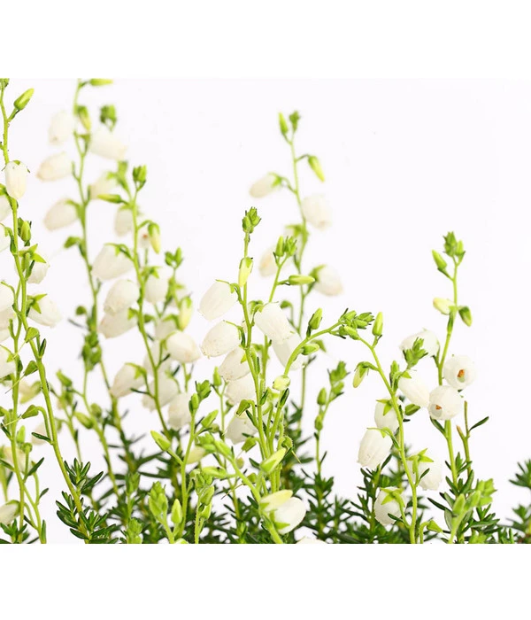 Irische Glockenheide 9 Irische Glockenheide – Bild 7