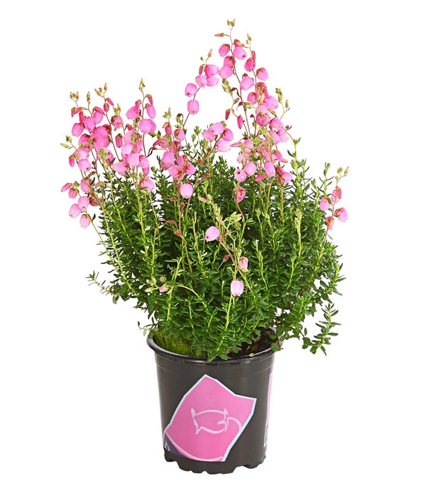 Irische Glockenheide 3 Irische Glockenheide