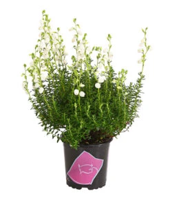 Irische Glockenheide 11 Irische Glockenheide -Gartenbedarf Angebote 7163009 WE FS 003 DaboeciaDehnerExpressHerzig