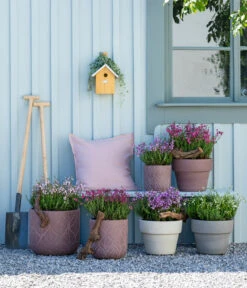 Irische Glockenheide 12 Irische Glockenheide -Gartenbedarf Angebote 7163009 WE MO 001 DaboeciaMixGlockenheide 2021 GC11