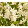 Maiblumenstrauch 'Yuki Snowflake®' -Gartenbedarf Angebote 7166127 WE DE 001 DeutzYukiSnowflakeDeutzia3LDehnerExpressHerzig