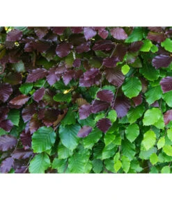 8 Meter Blutbuche 'Purpurea', 35 X Ca. 100-125 Cm -Gartenbedarf Angebote 7185523 WE DE 001 FagusSylvaticaPurpureaRot