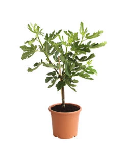 Neue Produkte -Gartenbedarf Angebote 7186448 PR FS 001 FicusCaricaFeigePfaelzerStamm7LDehnerExpressHerzig