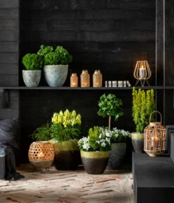 Lebensbaum 'Teddy' -Gartenbedarf Angebote 7196199 WE MO 001 GinkgoBilobaTaxusBaccataEibeThujaTeddyLebensbaumKonifere 2021 BL13