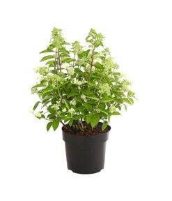 Rispen-Hortensie 'Prim White' 8 Rispen-Hortensie 'Prim White' -Gartenbedarf Angebote 7223985 PR FS 001 HydrangeaPaniculataPrimWhiteDehnerExpressHerzig