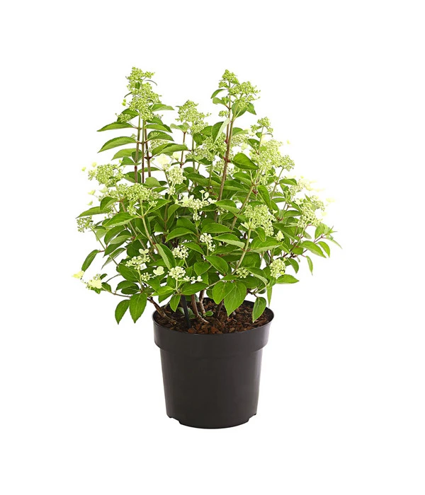 Rispen-Hortensie 'Prim White' 5 Rispen-Hortensie 'Prim White' – Bild 3