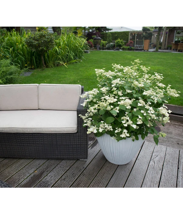 Rispen-Hortensie 'Prim White' 4 Rispen-Hortensie 'Prim White' – Bild 2