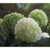 Schneeball-Hortensie 'Strong Annabelle®' 2 Schneeball-Hortensie 'Strong Annabelle®' -Gartenbedarf Angebote 7224090 PR FS 001 BallHortensieHydStrongAnnabelle