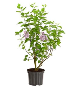 Edelflieder 'Sensation' 8 Edelflieder 'Sensation' -Gartenbedarf Angebote 7495070 WE FS 001 SyringaVulgarisSensationDehnerExpressHerzig