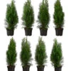 2 Meter Lebensbaum 'Smaragd', 8 X Ca. 60-70 Cm -Gartenbedarf Angebote 7515729 PR FS 001 ThujaSmaragd2MeterDehnerExpressHerzig
