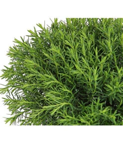 Lebensbaum 'Teddy' -Gartenbedarf Angebote 7517402 PR DE 001 ThujaLebensbaumOccidentalisTeddy9CDehnerExpressHerzig