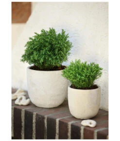 Lebensbaum 'Teddy' -Gartenbedarf Angebote 7517402 PR MO 001 ThujaLebensbaumTeddy9cmHerzig