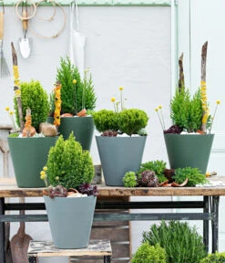 Lebensbaum 'Teddy' -Gartenbedarf Angebote 7517402 WE MO 001 Koniferen