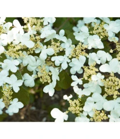 Japanischer Etagen-Schneeball 'Mariesii' -Gartenbedarf Angebote 7537194 BildD 001 JapanischerEtagenSchneeballMariesiiVibPlicatumMariesii