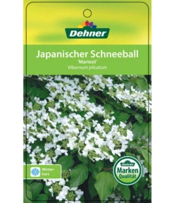 Japanischer Etagen-Schneeball 'Mariesii' -Gartenbedarf Angebote 7537194 JapanischerSchneeballMariesii Etikett 1