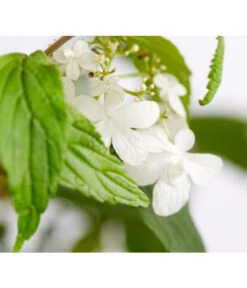 Japanischer Etagen-Schneeball 'Mariesii' -Gartenbedarf Angebote 7537194 WE DE 001 ViburnumPlicatumMariesiiSchneeball4LDehnerExpressZS