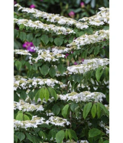 Japanischer Etagen-Schneeball 'Mariesii' -Gartenbedarf Angebote 7537236 PR DE 001 ViburnumPlicatumMariesiischneeball